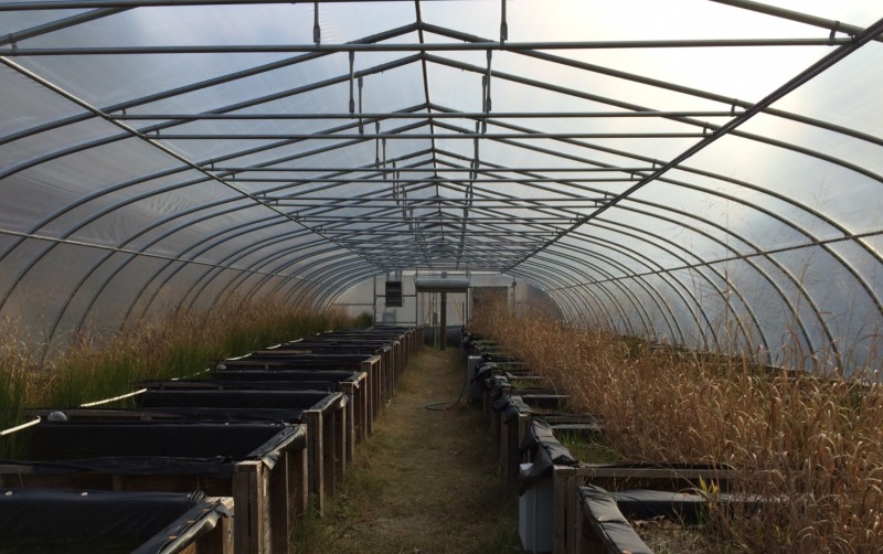 The mesocosm facility functions year-round