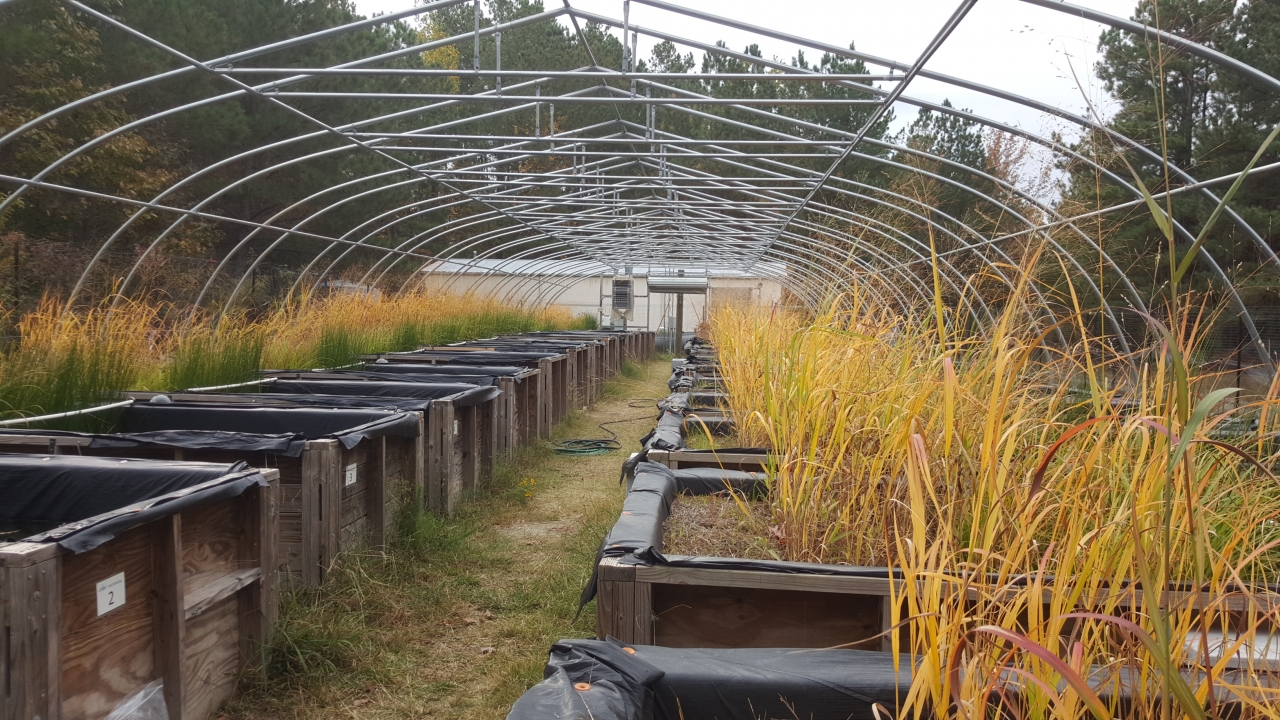Our mesocosms run year round - here they display beautiful fall colors