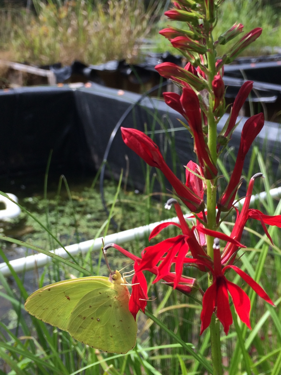 Though we don't plant them ourselves, beautiful flowers often find their way into mesocosm boxes and are a welcome addition