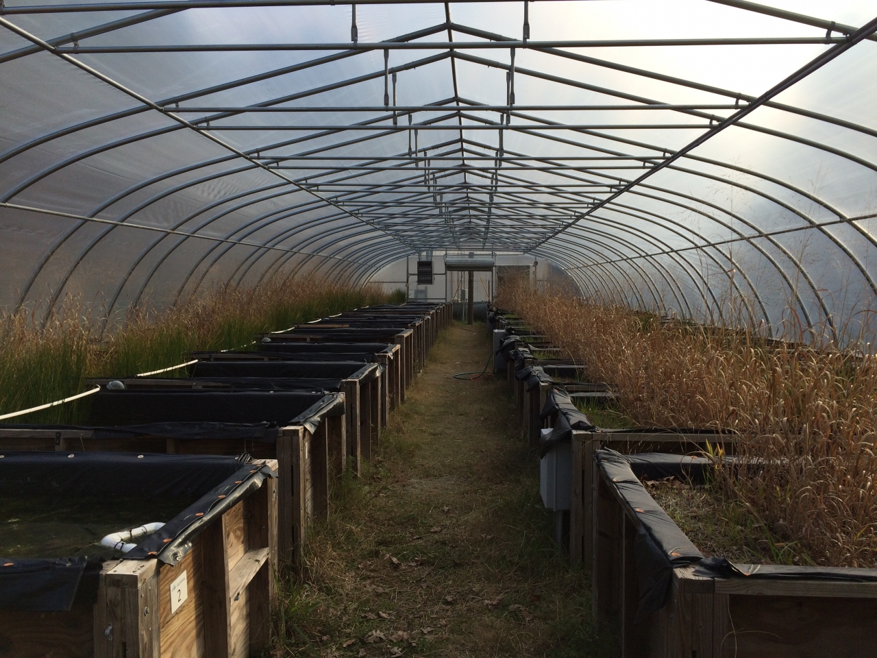 Here we have covered the mesocosms for a brief North Carolina winter